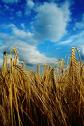 Crops to biomass