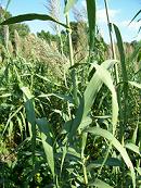 Plant species address needs of power industry