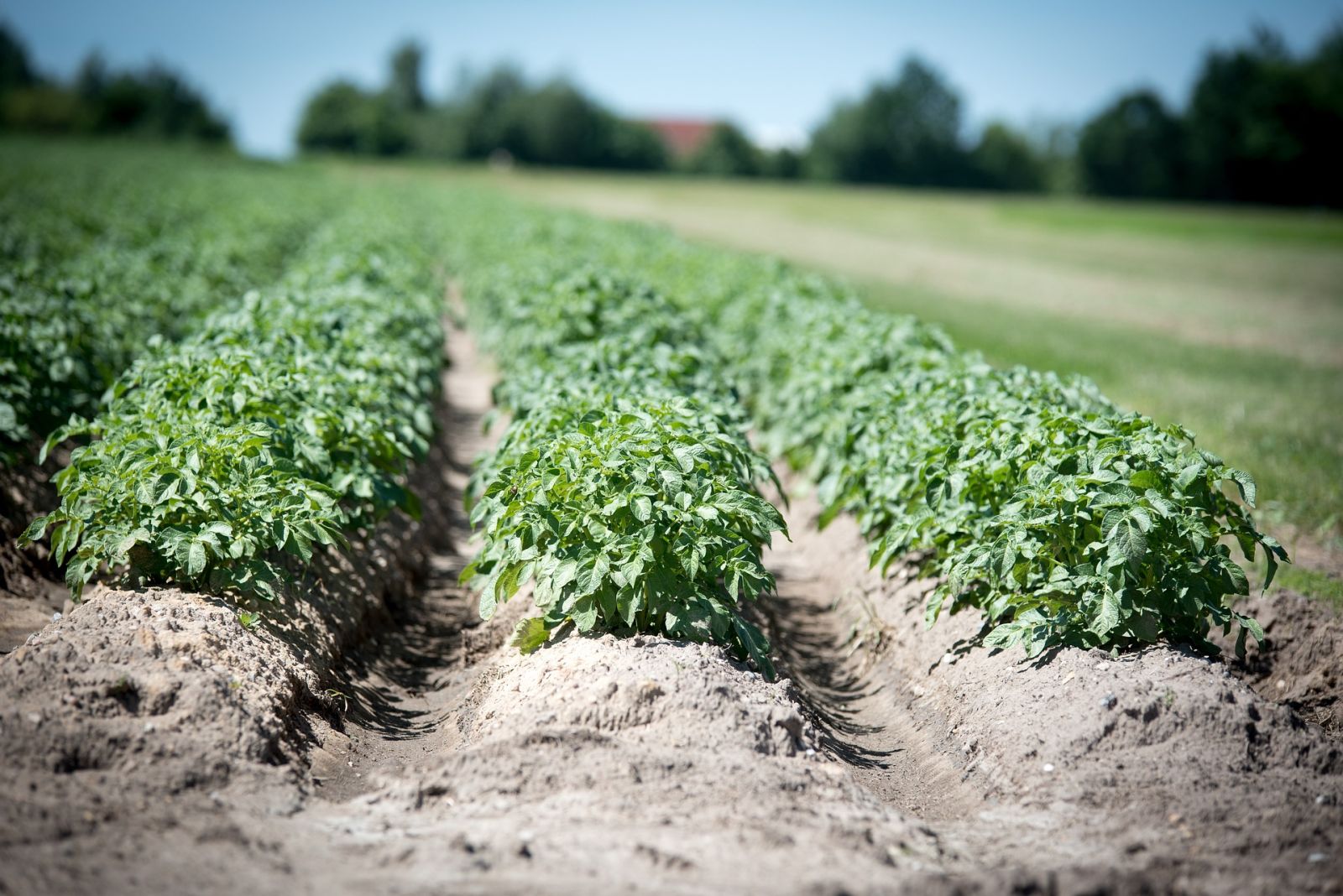 rows of crops