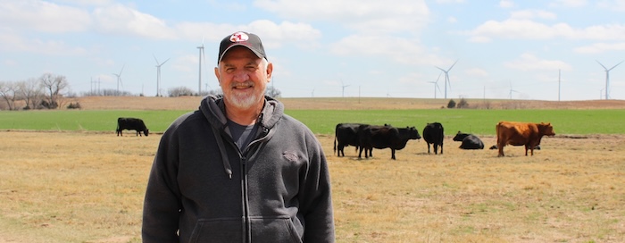 man and cows