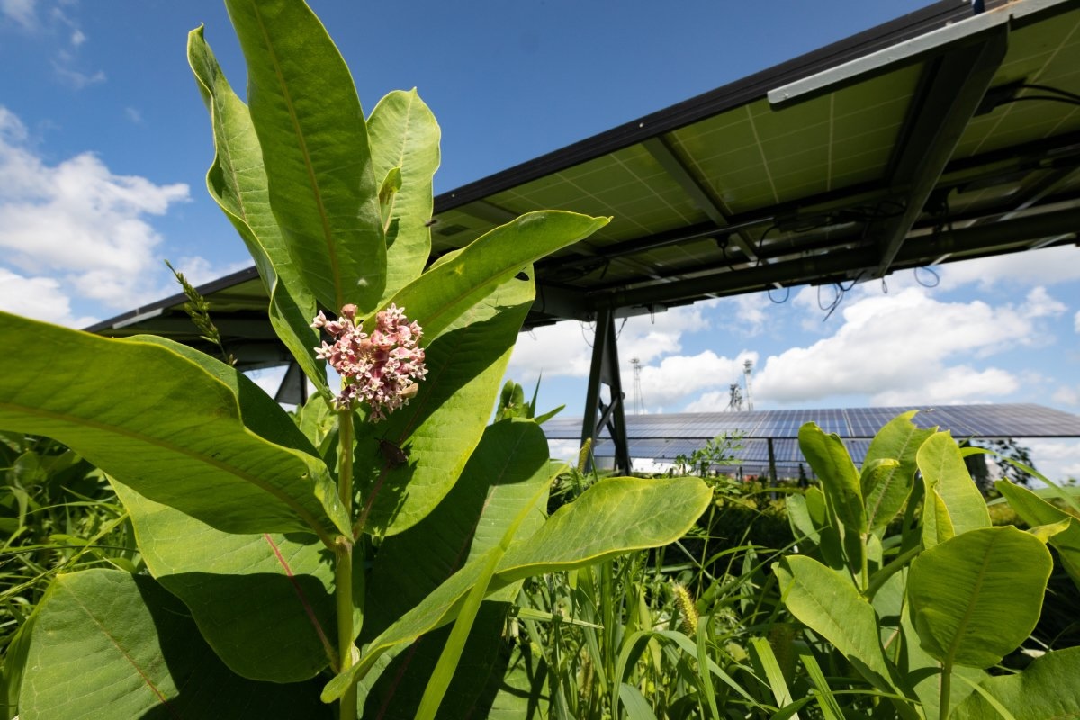 Solar Gardens on Farmland: A financial breakthrough for farmers